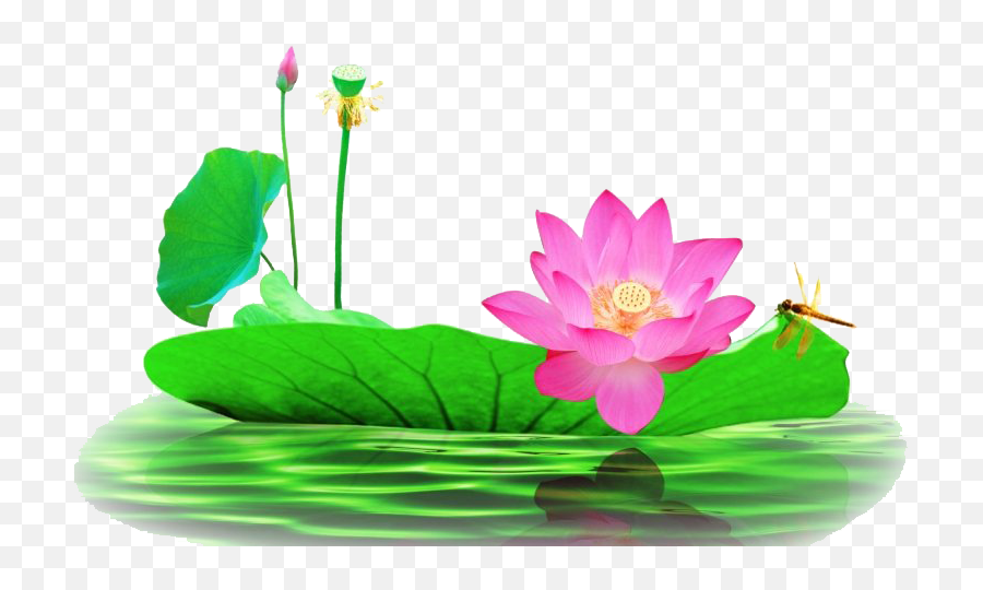 Lotus Flower Png Pic All - Lotus Flower Images Png,Flower Stem Png