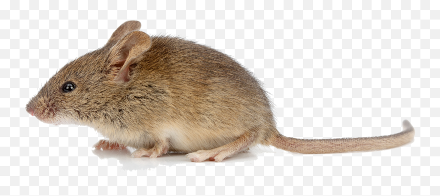 Png Mouse Transparent Clipart - House Mouse Field Mouse,Mouse Png