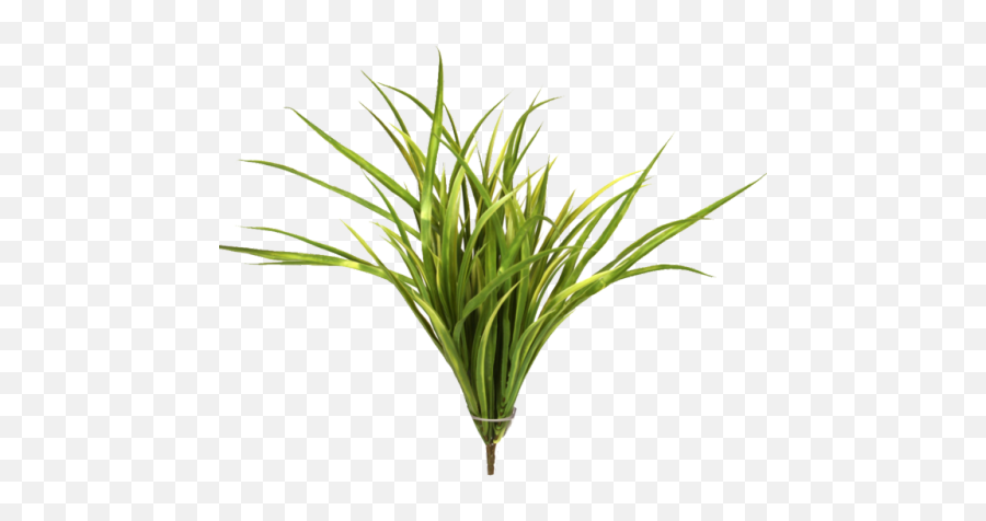 Sweet Grass Transparent Png Image - Sweet Grass,Ornamental Grass Png