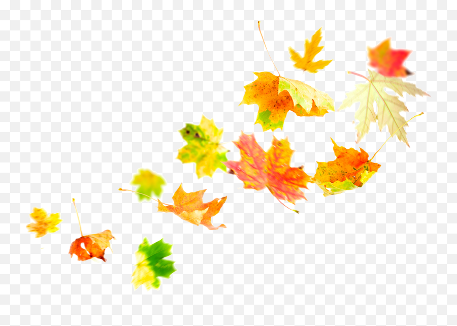 Download Source - Autumn Leaves Wind Png Image With No Transparent Leaves In The Wind,Autumn Leaves Transparent Background