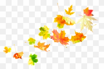 Download Source - Autumn Leaves Wind PNG Image with No Transparent In The