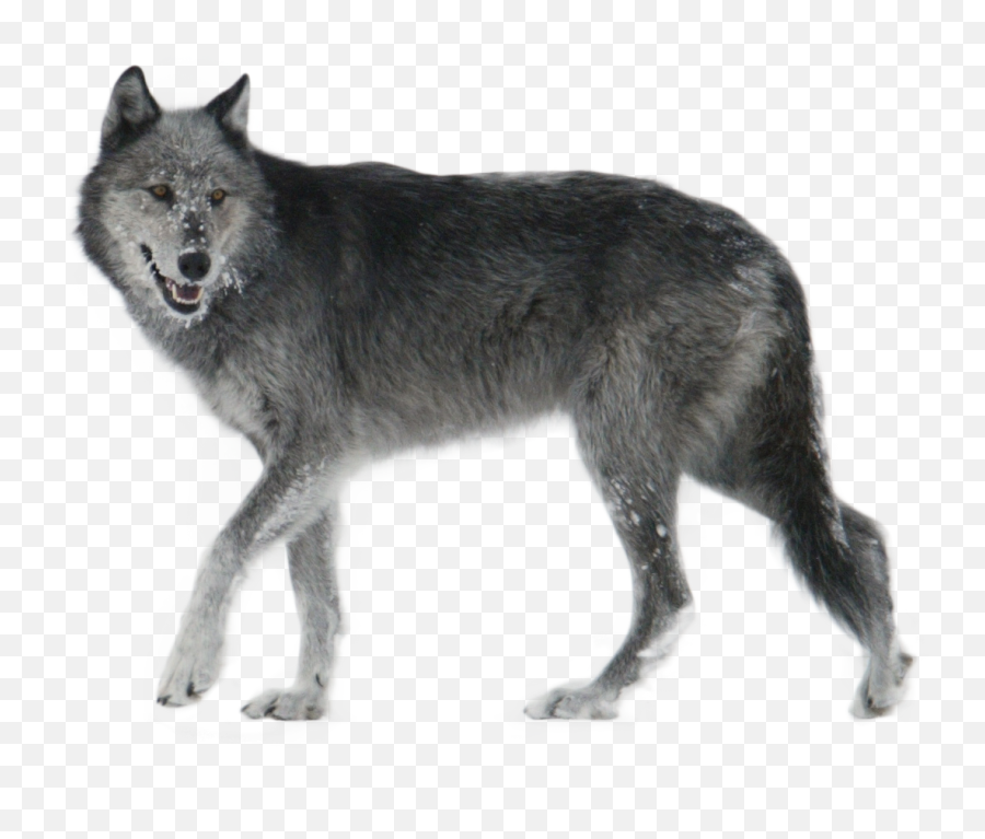 Wolves Clipart Walking - Grey Wolf Png,Wolves Png