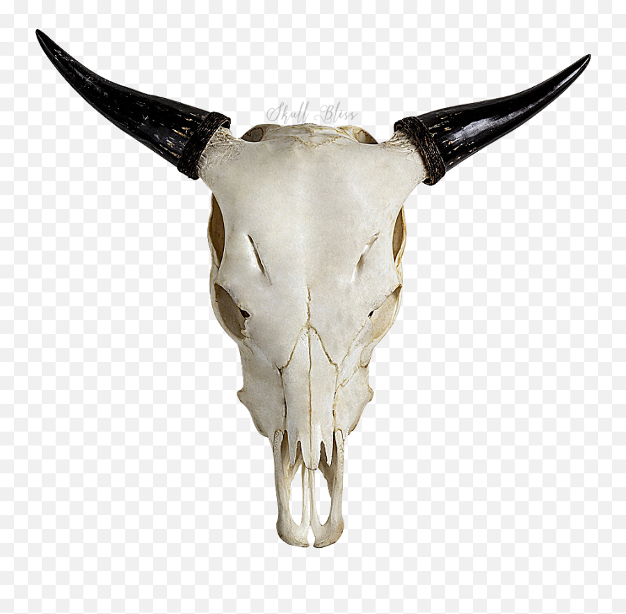 Highland Cattle Skull Horn Bull Goat - Transparent Bull Skull Png,Skull Head Png