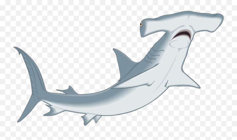 Cute Hammerhead Shark Png U0026 Free Sharkpng - Hammerhead Shark Clip Art,Shark Silhouette Png
