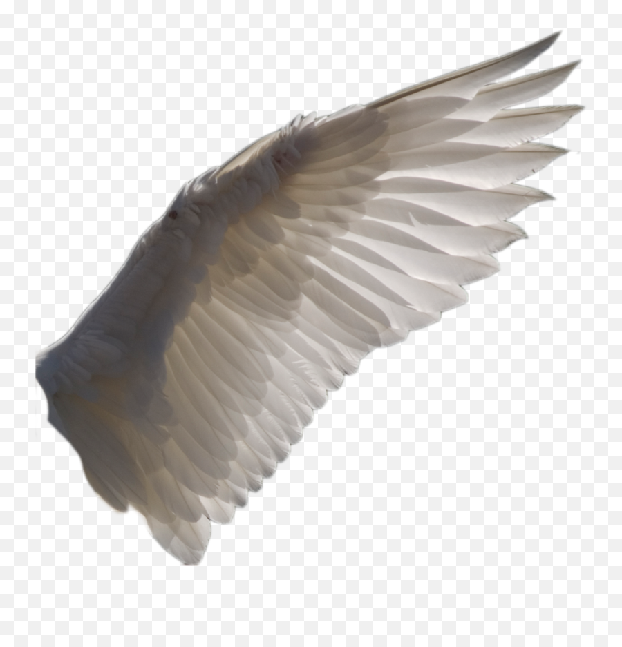 Pin - Transparent Background Bird Wings Transparent Png,Wing Png
