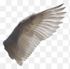 Pin - Transparent Background Bird Wings png