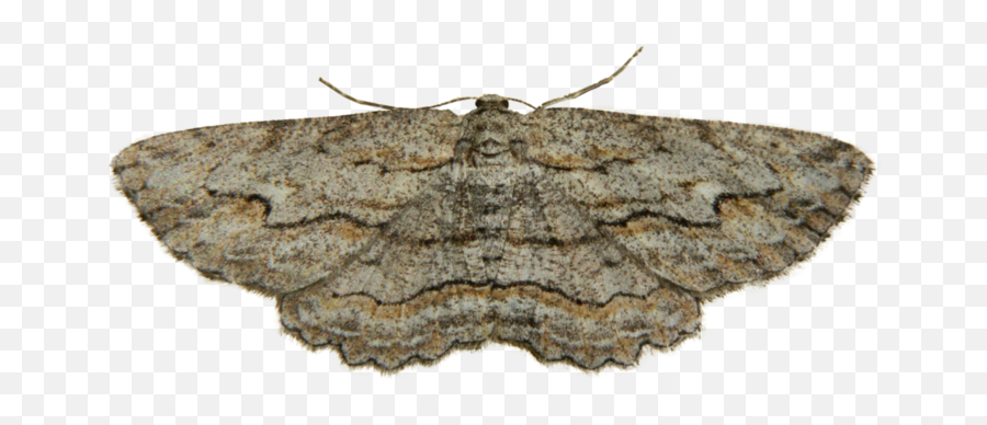Download Free Png Moth Photo - Moth Png,Moth Png