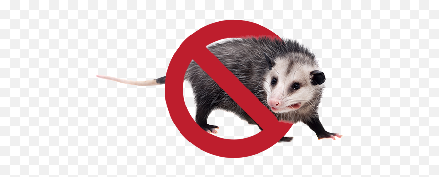 Possum Pest Control Sydney Removal Experts - Bug Free Opossum Png,Opossum Png