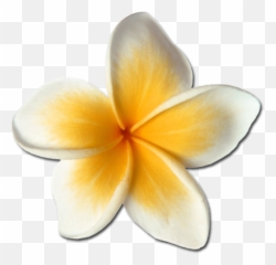 Plumeria Hawaiianflowers Hawaiianstyle Hawaiianlife Png - Frangipani,Plumeria Flower Png