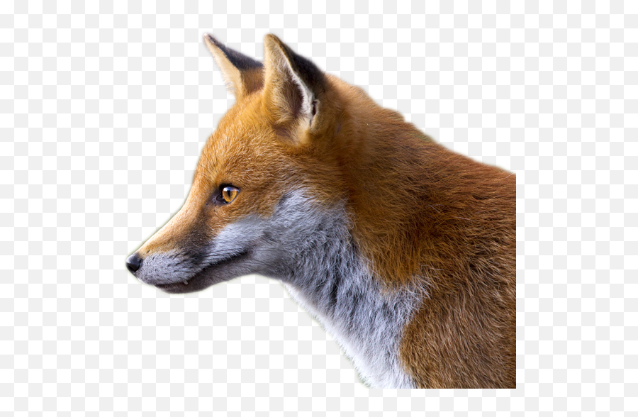 Download Fox Png Image - Díoltas An Mhada Rua Transparent Fox Profile,Fennec Fox Png