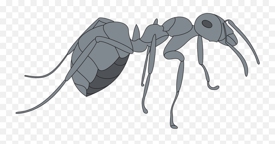 Gray View Ant - Free Vector Graphic On Pixabay Gray Ant Png,Ants Png