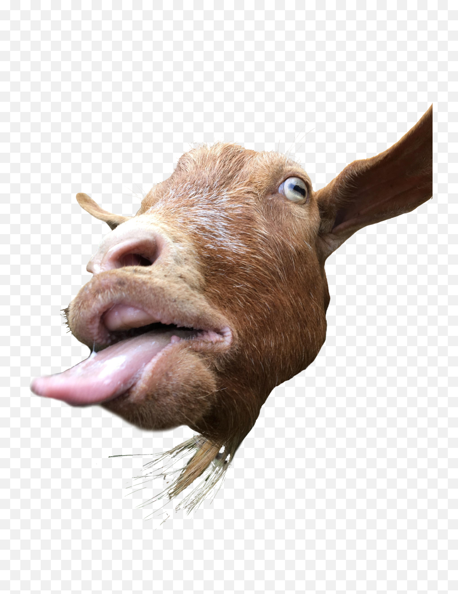 Goat Sticking Out Its Tongue Goats Stick It - Goat Sticking Its Tongue Out Png,Goat Transparent