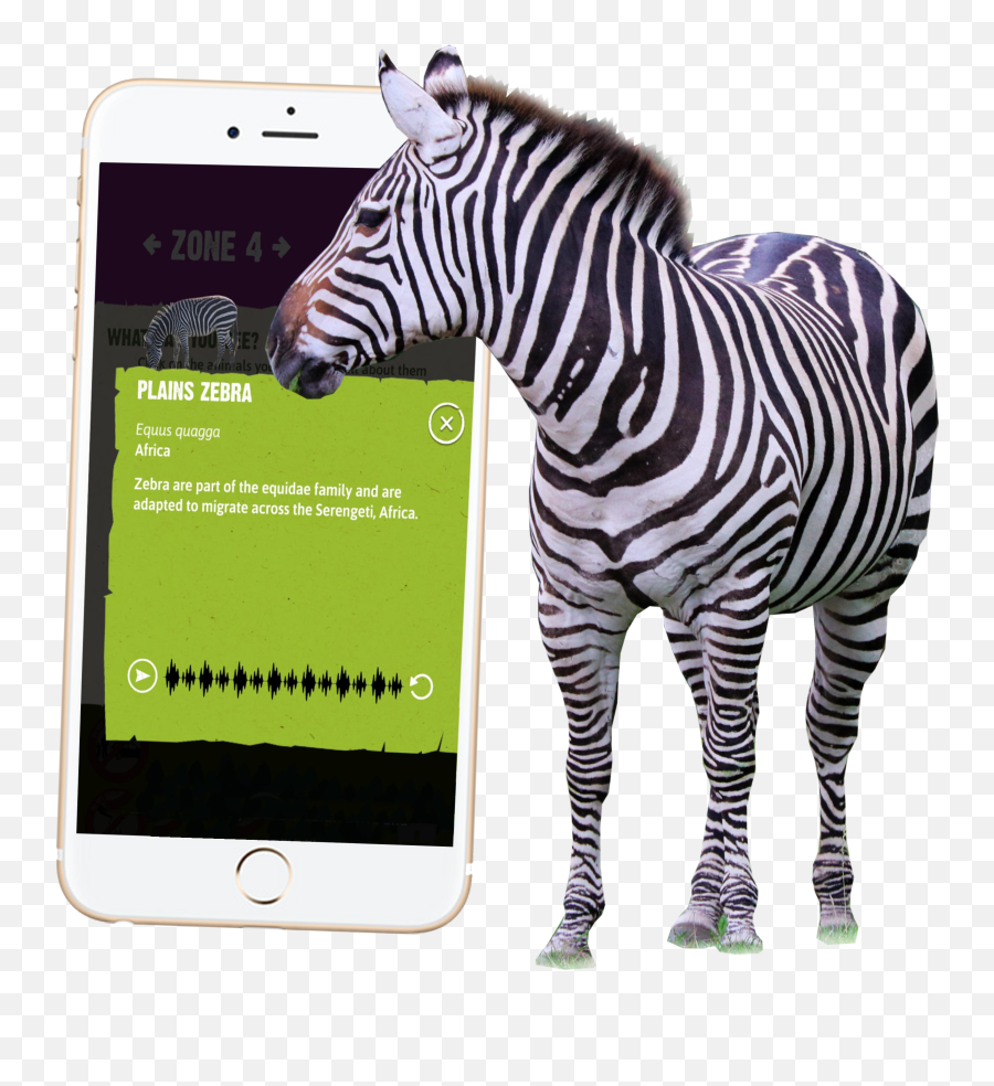 Safari Animals Png - Knowsley Safari App For Mobile Phones Zebra,Zebra Png