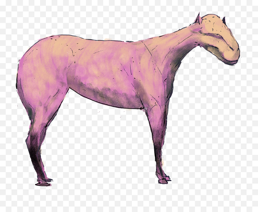 Mustang Horse Transparent Png Image - Mare,Mustang Horse Png