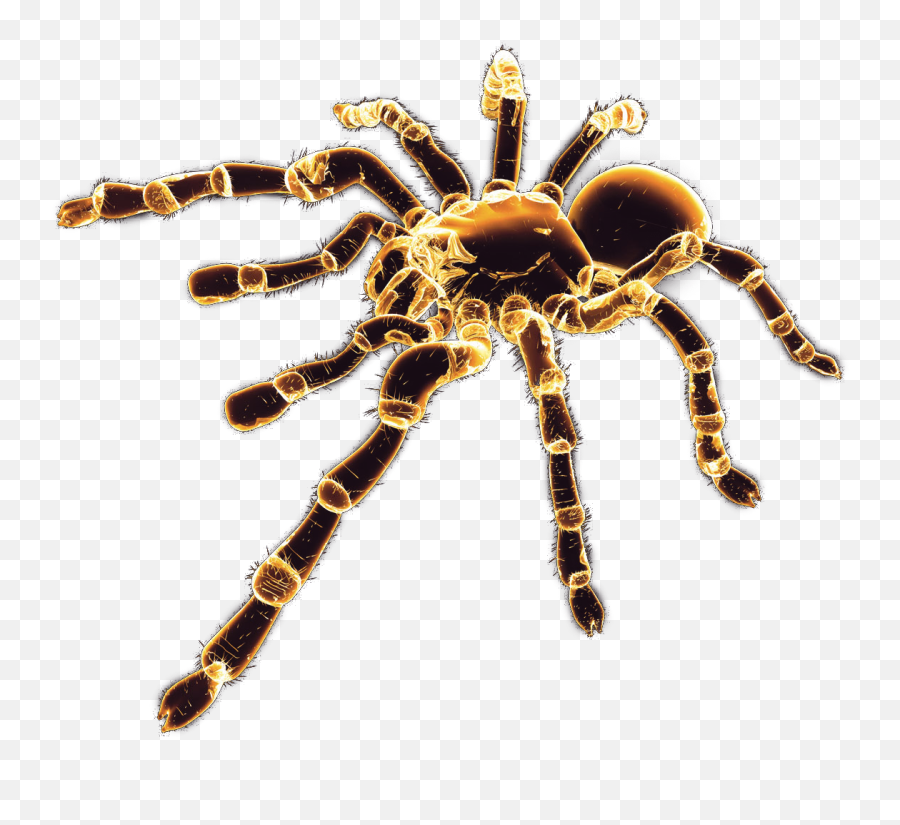 Spider Png Image - Transparent Transparent Background Tarantula Cartoon,Transparent Spiders