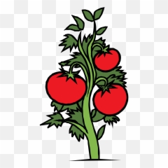 Free Tomato Plant Vector Graphic - VectorHQcom Tomato Plant Clip Art png