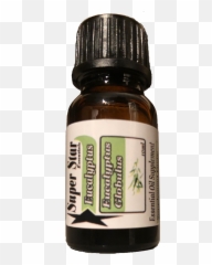 Download Transparent Eucalyptus Png