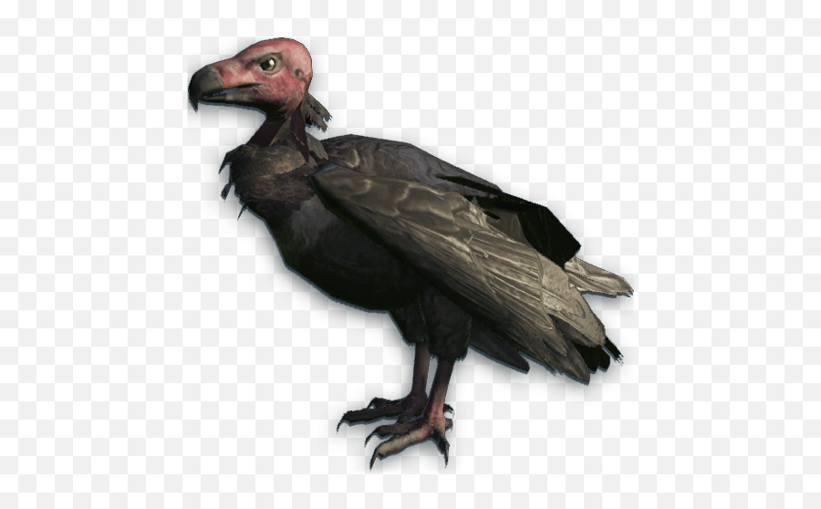 Vulture Red Head Transparent Png - Vultures Png,Vulture Transparent