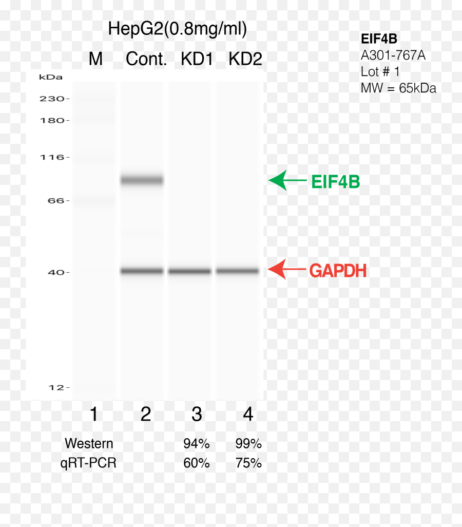 Encab697pts - Vertical Png,Antibody Png