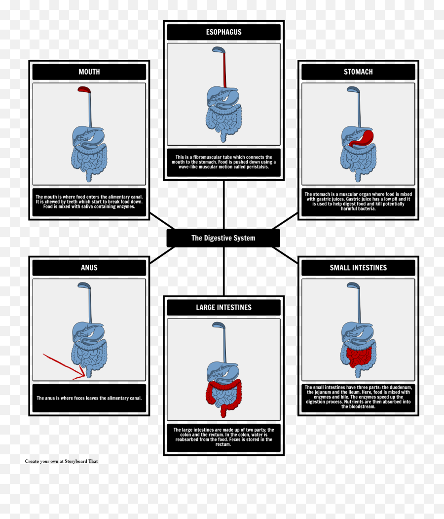 Organs In The Digestive System Labeling - Tarjetas Del Sistema Digestivo Png,Digestive System Png