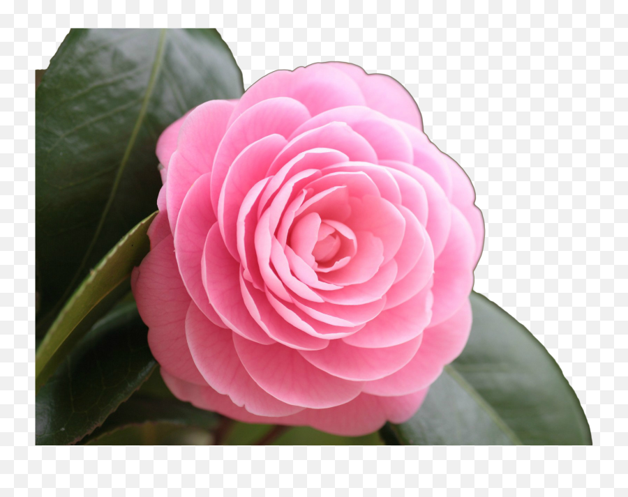 Japanese Flower Png - Rose Png Image Beautiful Pink Rose Full Hd Beautiful Flowers,Rose Png Hd