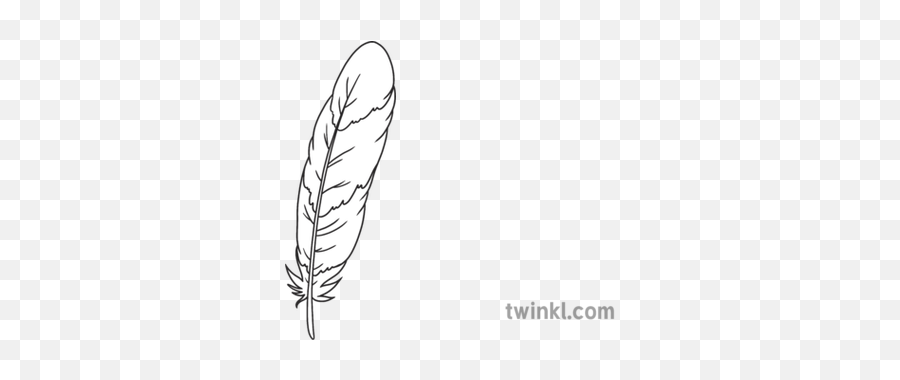Feather 1 Fantastic Feathers Birds Animals Ks1 Black And - Twinkl Autumn Leaves Png,Feather Drawing Png