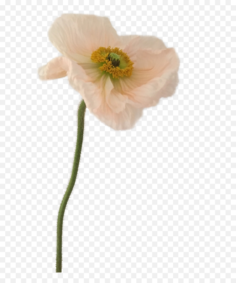 Fast Flower Video Negative Space Arrangement With Poppies - White Poppy Transparent Png,Poppies Png