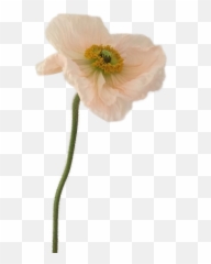 Fast Flower Video Negative Space Arrangement With Poppies - White Poppy Transparent Png,Poppies Png