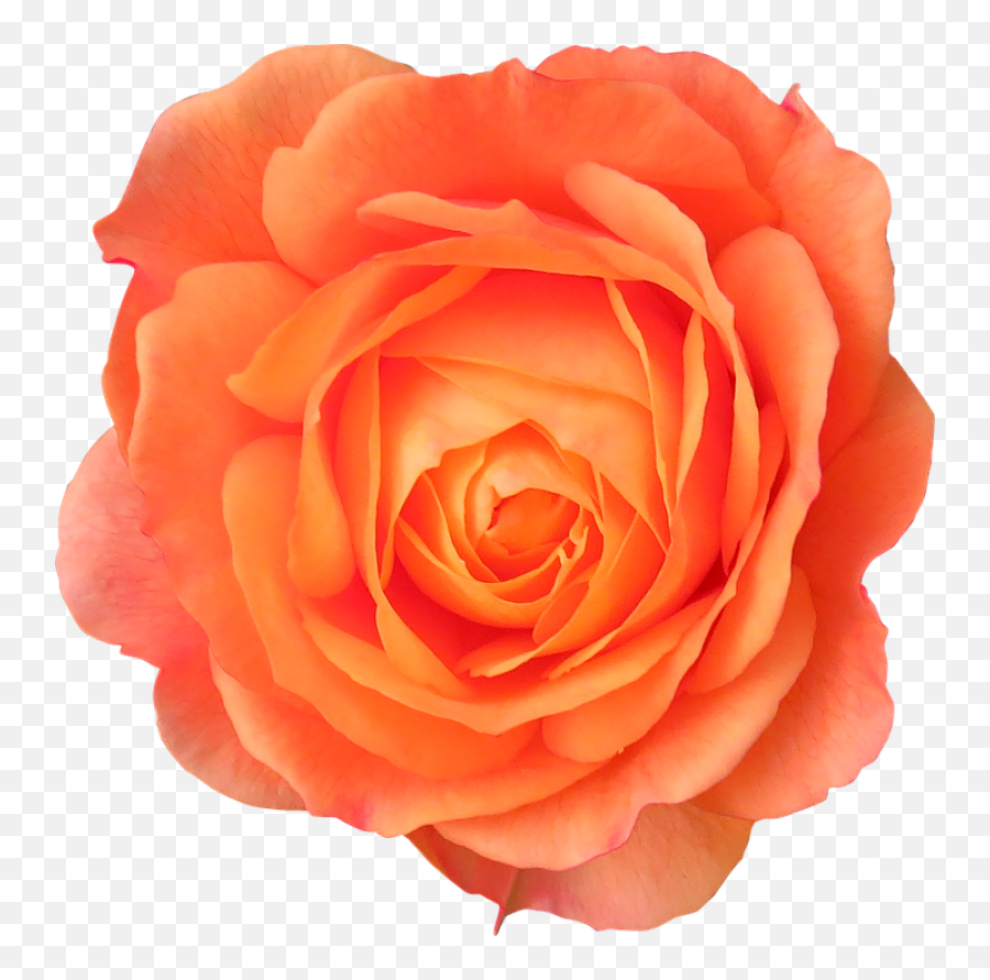 Flower Orange Rose - Orange Rose Transparent Background Png,Real Rose Png