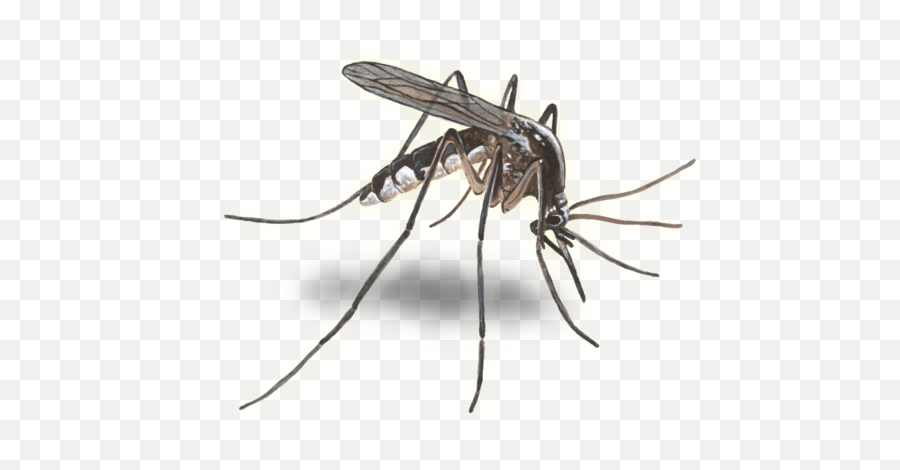 Transparent Background Png Image - Mosquito Minnesota State Bird,Mosquito Transparent