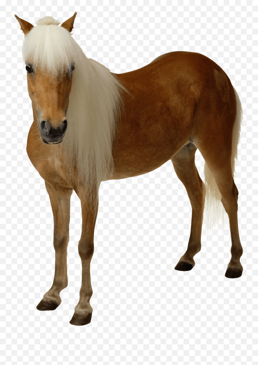 Horse Clipart With Transparent Background - Transparent Background Horse Png,Hair Png Transparent