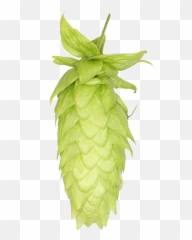 Download Lemondrop Hops Png Image With - Hops Png,Hops Png