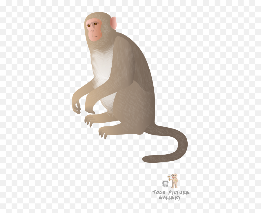 Rhesus Monkey - Rhesus Macaque Png,Monkey Png