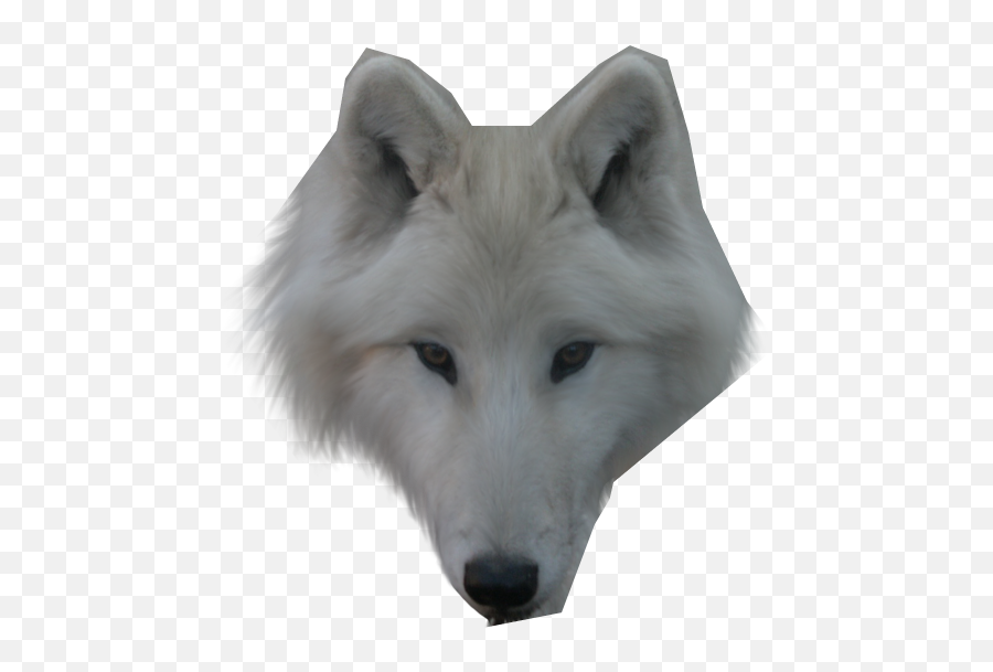 Wolf Face Png 4 Image - Arctic Fox Face Png,Wolf Face Png