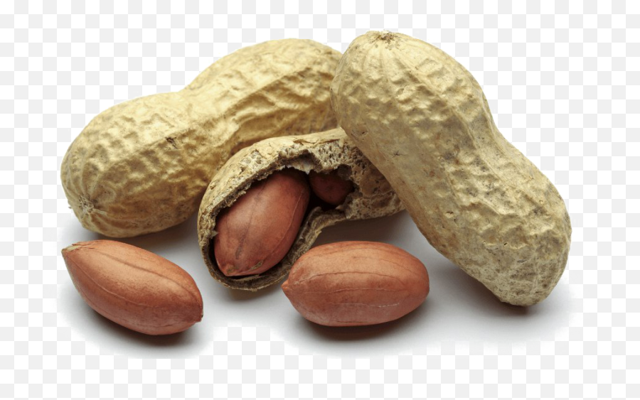 Peanut Png Free Download - Clipart Cacahuète,Peanut Transparent