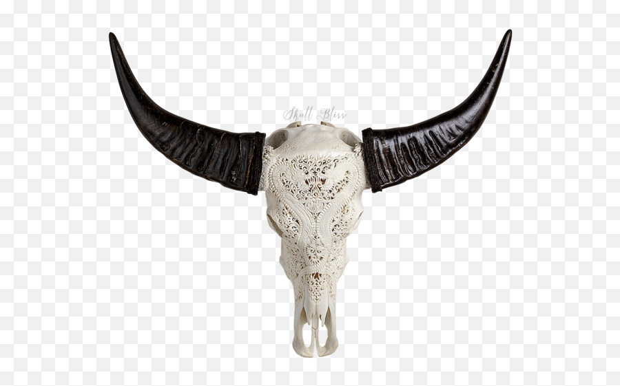 Animal Skulls Horn Bone Head - Transparent Animal Skull Png,Animal Head Png