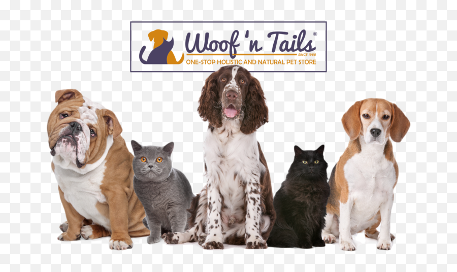 Woof N Tails Png Puppy Transparent Background