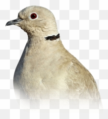Dove Personality Food U0026 Care U2013 Pet Birds By Lafeber Co - American Mourning Dove Png,Dove Transparent