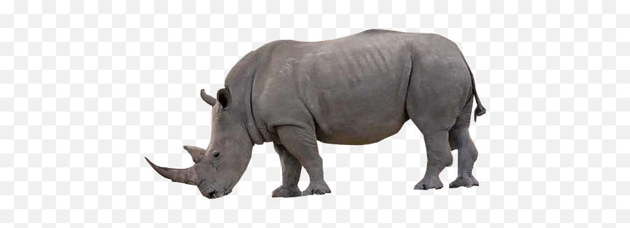 Rhino Transparent Image Free Png Images - Rhino With No Background,Rhino Png