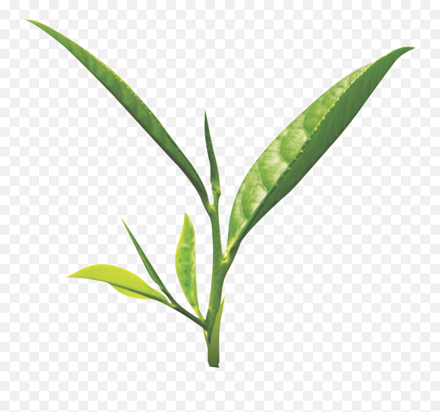Tea Leaf Png Images Free Download - Transparent Background Tea Leaf Png,Leaf Png