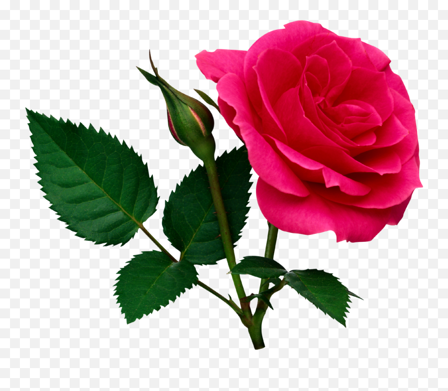 Pink Rose Png With Leaf Transparent Images - Pink Rose With Leaf,Rose Transparent