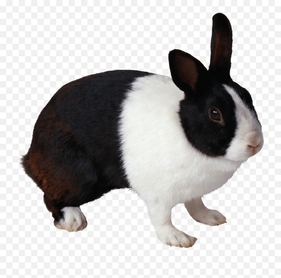 Download Rabbit Free Png Transparent Image And Clipart - Black And White Rabbit Png,Rabbit Transparent