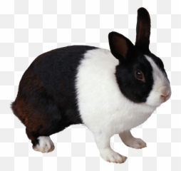 Download Rabbit Free Png Transparent Image And Clipart - Black And White Rabbit Png,Rabbit Transparent
