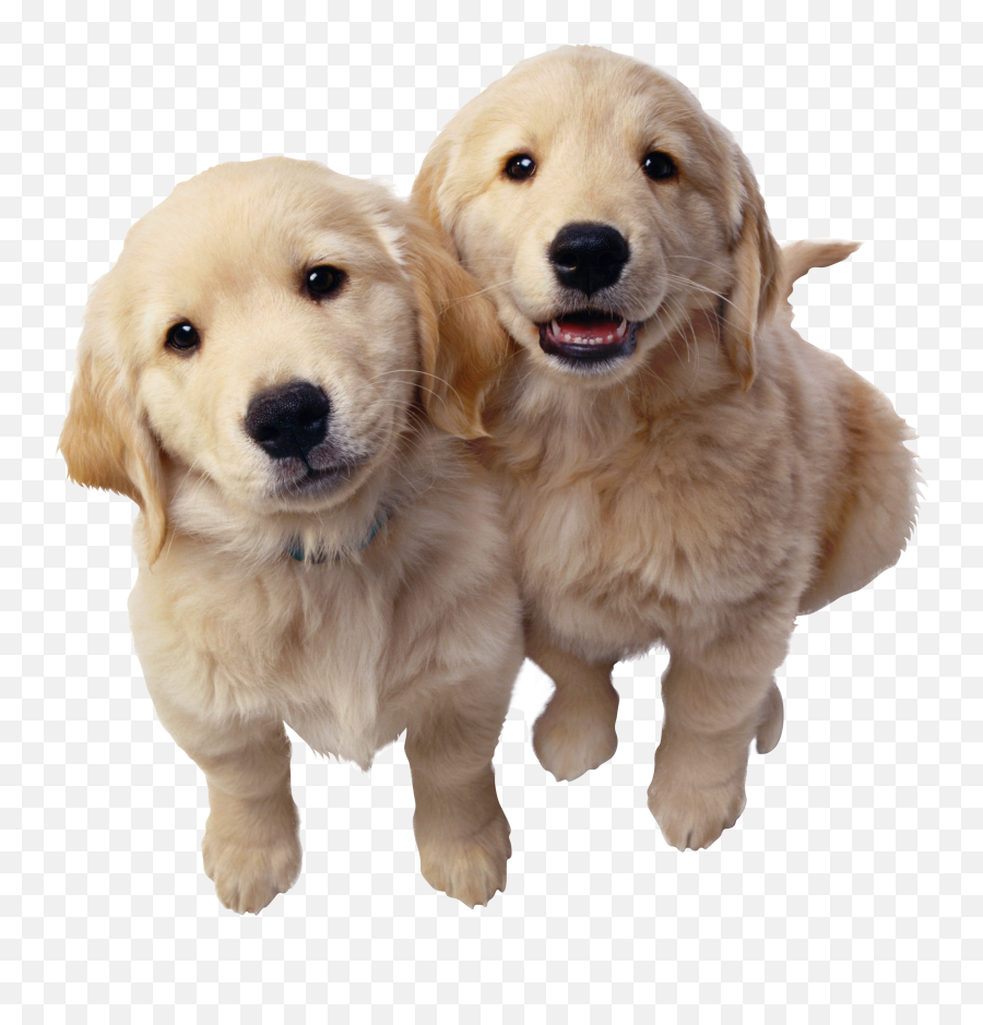 Labrador Retriever Png - Golden Retriever Puppies Png,Golden Retriever Transparent Background
