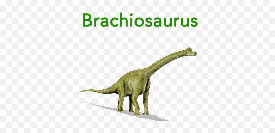 Free Flashcards For Babies Toddlers And Young Children - Dinosaur Flashcard Png,Brachiosaurus Png