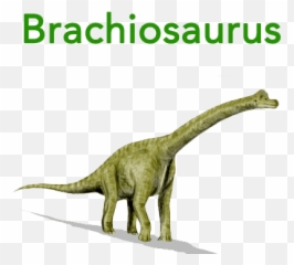 Free Flashcards For Babies Toddlers And Young Children - Dinosaur Flashcard Png,Brachiosaurus Png