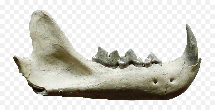 Filepseudaelurus Teethpng - Wikimedia Commons Pseudaelurus Fossil,Teeth Png