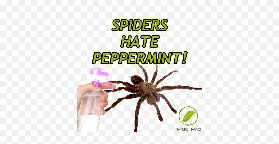 Zaq - Peppermint Oil For Spiders Full Size Png Download Peppermint Oil And Spiders,Spiders Png