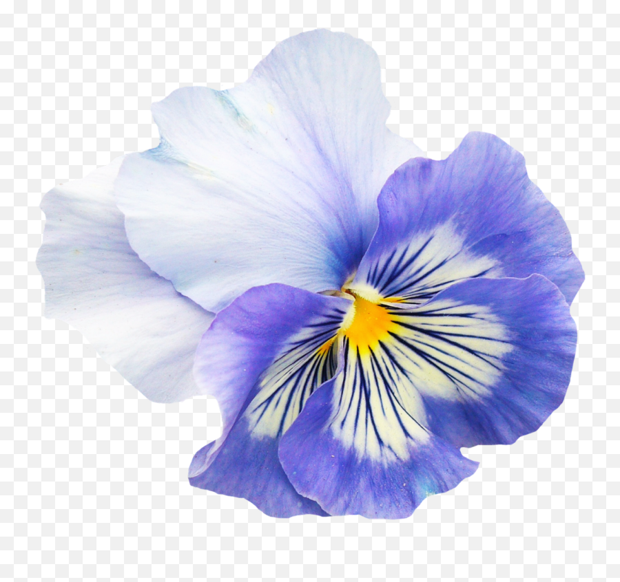 Pansy Flower Png Image - Pansy Png,Garden Flowers Png