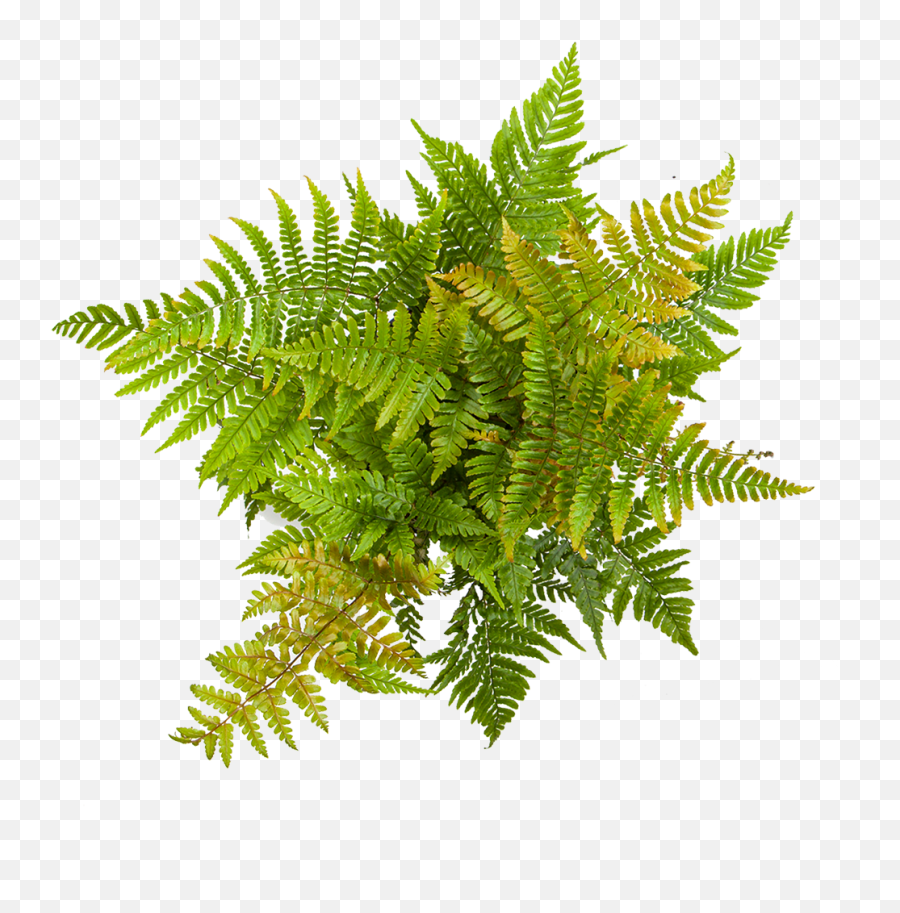 Buy Indoor Ferns - Vertical Png,Ferns Png